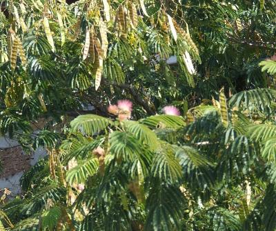 Прикрепленное изображение: DSCF7982.jpg